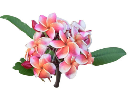 Thai Plumeria Exotic Flower For Decoration And Gifting