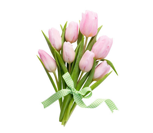 Tulip Flower For Gifting And Decoration Purpose