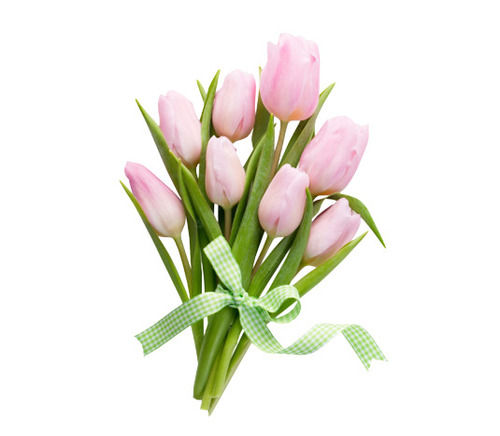 Pink Impression Tulip Flower For Gifting And Decoration