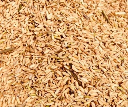 99% Pure And Dried Organic Cultivation Paddy Seeds