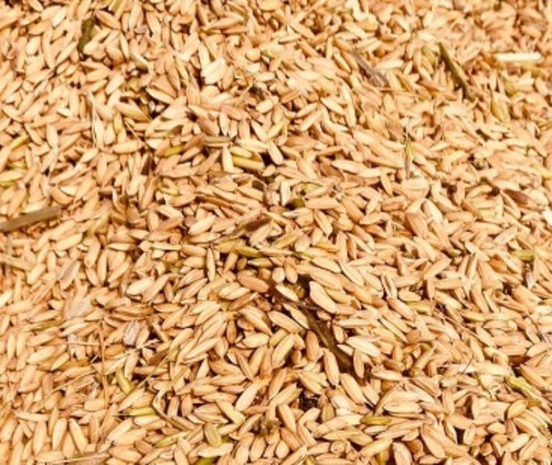 99% शुद्ध और सूखे जैविक खेती धान के बीज