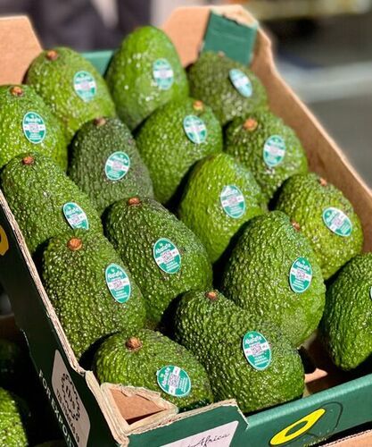 Export Quality 100% Organic Green Avocado Fruits Origin: New Zealand