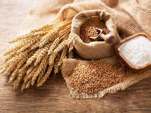 100% Organic And Natural Fresh A Grade Wheat Grain