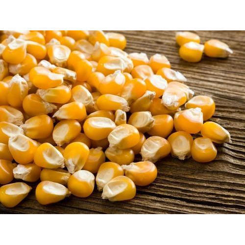 High Nutrition 100% Organic Clean And Dried Yellow Corn Kernels