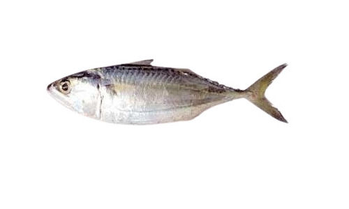 Natural 100% Pure Healthy Digest Preserved Indian Mackerel Fish 