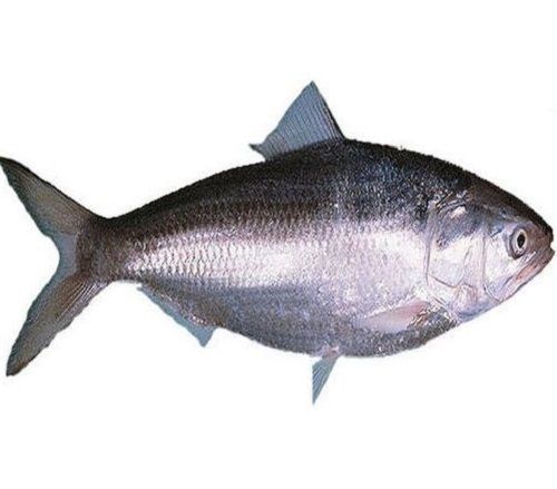 Natural Healthy And 100% Fresh Hilsa Fish For Cooking And Eating  Packaging: Barrel