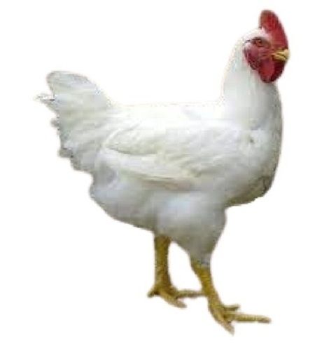 2 Kilograms Healthy And Tasty White Live Broiler Chicken Gender: Male