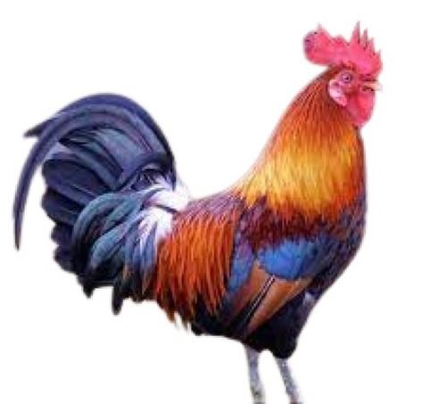 3kg Healthy And Nutritious Male Country Live Chicken