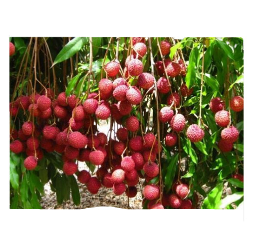 ए ग्रेड और इंडियन ओरिजिन स्वीट फ्रेश लीची