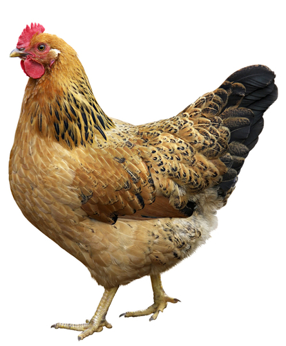 Acrylic Multicolor Fresh Chicken Hen at Best Price in Rajgir ...