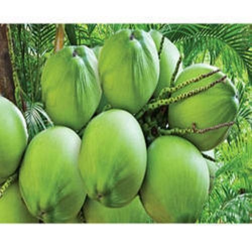 Organically Cultivated Green Big Size Coconut