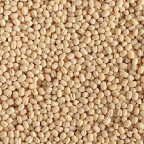 100% Naturally Grown Farm Fresh Nutrient Rich Pure Oval Shaped Dried Urad Dal Broken (%): 1 %