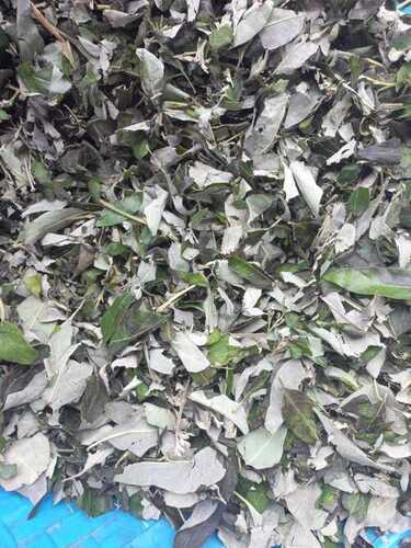 Green Dried Dandelion Leaves Use In Herbal Medicine