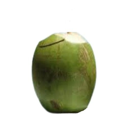 Green Medium-Sized Highly Nutritious Fresh Tender Coconut 
