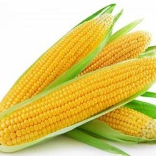Indian Cuisine Yellow Maize For Popcorn And Human Food