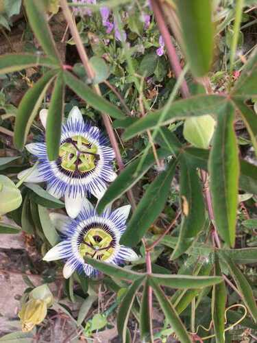 Well-Watered Dried Passiflora Passion Flower Plants For Outdoor