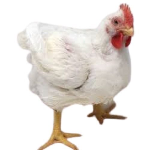 White Female Live Broiler Chicken