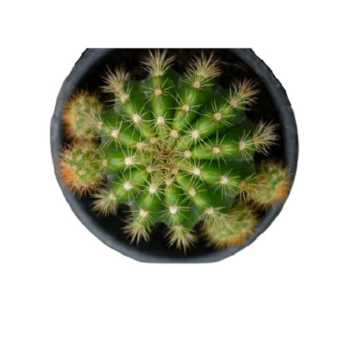 Green Round Star Cactus Plant For Garden