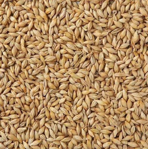 98% Purity Commonly Cultivated Dried And Cleaned Barley Grain With 13.5% Moisture