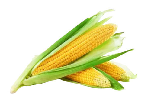 Commonly Cultivated Raw And Dried Hybrid Maize Seeds Admixture (%): 0.15%