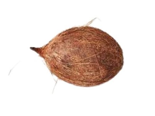 Farm Fresh Oval Shaped Semi Husked Matured Coconut