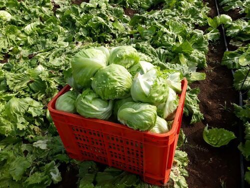 Round Shape Green Cabbage For Cooking Use