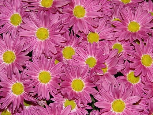 100% Fresh Pink Chandramallika (Chrysanthemum) Flower For Decoration