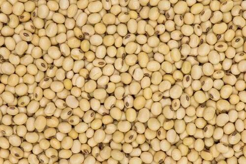 High Nutritional Value Natural Dried Soybean Seeds For Cooking