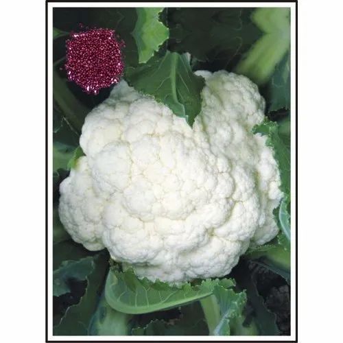 Vigour Cauliflower