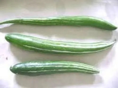 100% Fresh Ready To Cook Frozen Whole Green Snake Gourd (IQF)