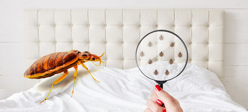 bed bugs pest control services