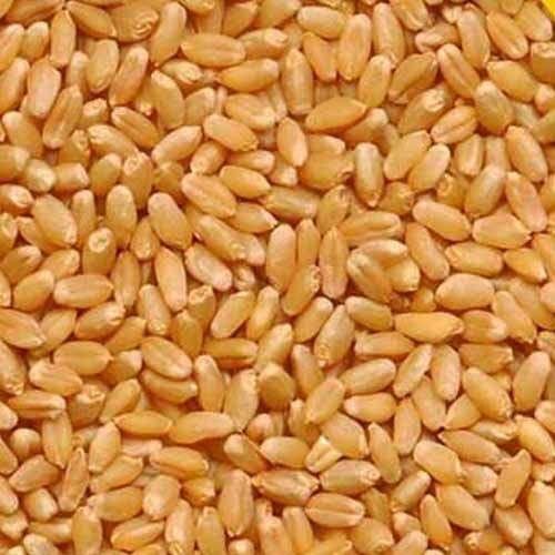 Dried Natural Organic Golden Brown Wheat, Good For Health