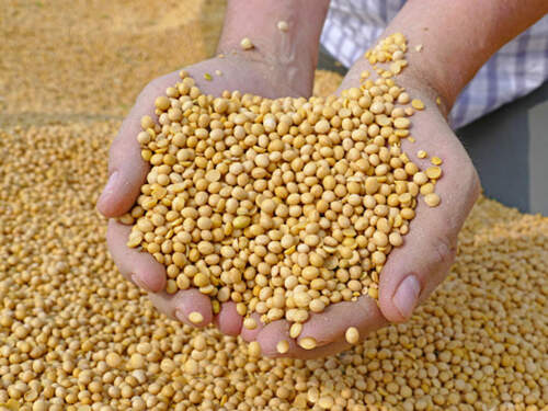 Gluten Free Natural Loose Soya Bean For Food Without Preservatives 