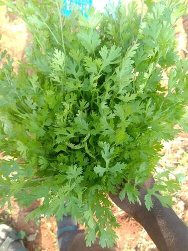 Fresh Green Coriander Leaves For Enhance Foods Flavour