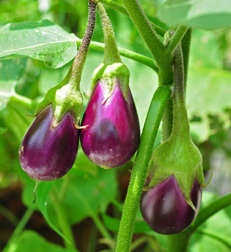 Natural And Pure Fresh Brinjal For Cooking Use