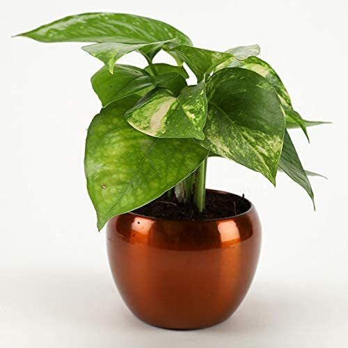 Powder Coated TPR Copper/orange 3 Inch Mini Orchid Indoor Planter Pot