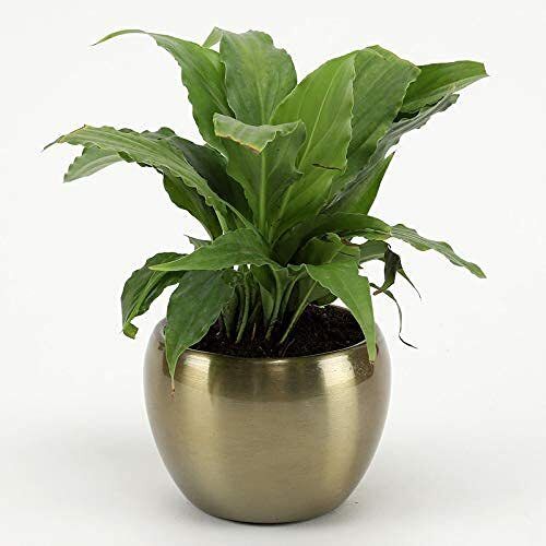 3'' Mini Orchid Pot Tpr Gold/Brass Bottom Diameter: 2.7 Inch (In)