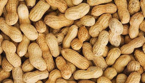Pure and Dried Commonly Cultivated Natural Raw Peanuts with Shell