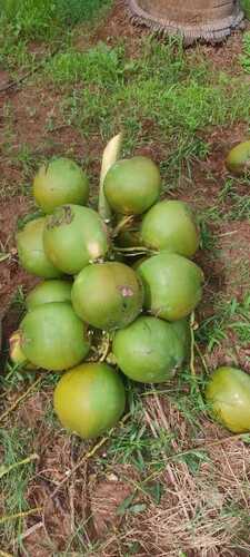 Common Medium Size Fresh Green Tender Coconut, Free From Impurities