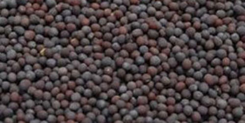 Dried And Raw Commonly Cultivated Black Mustard Seed