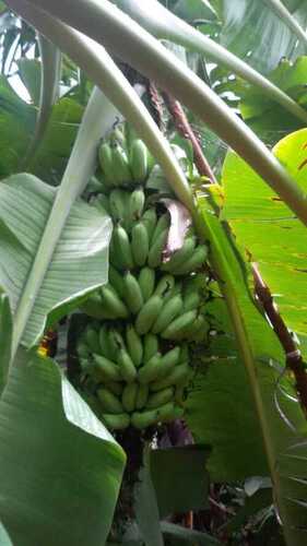 Green Full Sun Exposure Well Drained Banana Plants Application: Interior