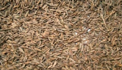 Pure And Dried Commonly Cultivated Raw Cumin Seed