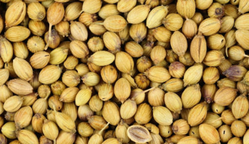 Pure And Dried Commonly Cultivated Whole Coriander Seed