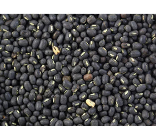 7% Moisture Common Cultivated Dried Round Whole Urad Dal  Admixture (%): 2 %