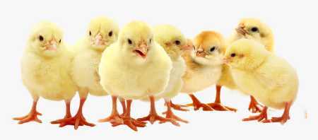 Healthy And Diseases Free Broiler Cobb 430y Chicks