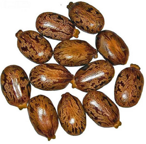 99 % Pure Organic Sunlight Process Dried Raw Castor Seed Admixture (%): 80%