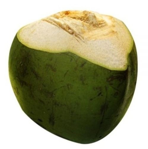 Commonly Cultivated Whole And Round Fresh Green Coconut