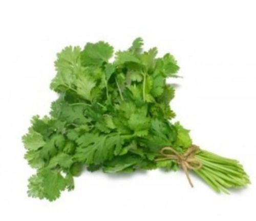 Pure And Natural Commonly Cultivated Raw Fresh Coriander Leaves