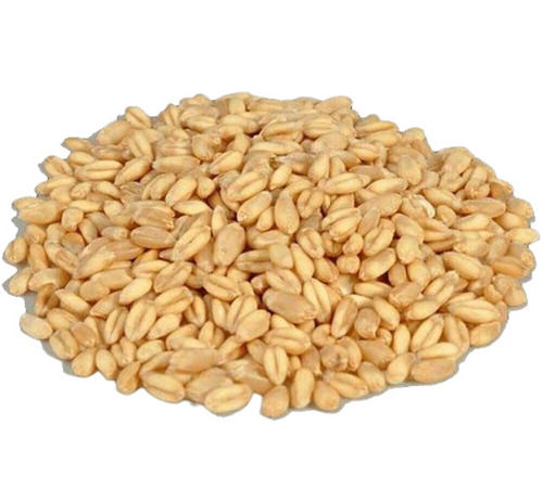 99% Pure Nutrients Rich Common Cultivated Dried Wheat Seed