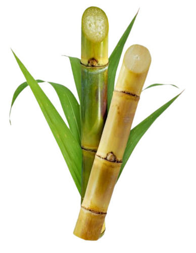 Fresh And Raw Common Cultivated Sweet Sugarcane 